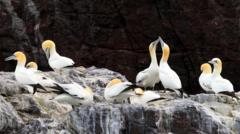 Gannet Colonies Face Protracted Recovery Following Avian Flu Outbreak