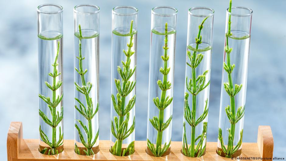 Gene-Edited Crops: Navigating Innovation and Uncertainty in European Agriculture