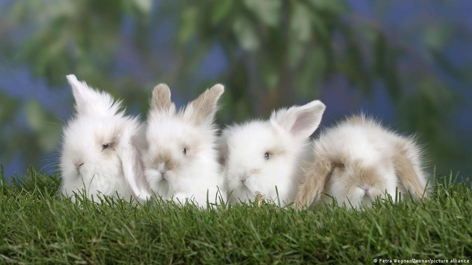 Innovations in Sustainability: From Vegan Pregnancy Tests to Eco-Friendly Construction