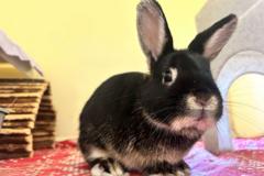 Proposal for Mandatory Rabbit Owner Training Courses Sparks Debate in Wales